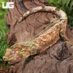 Adult Pine Island Chahoua Geckos For Sale - Underground Reptiles