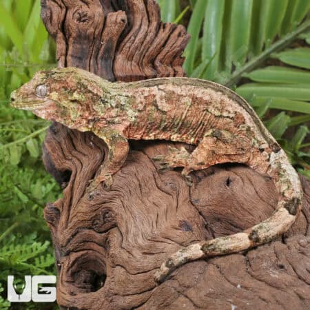 Adult Pine Island Chahoua Geckos For Sale - Underground Reptiles