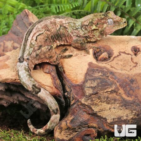 Adult Pine Island Chahoua Geckos For Sale - Underground Reptiles