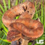Ashy Pit Viper (Craspedocephalus puniceus) For Sale - Underground Reptiles
