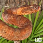 Ashy Pit Viper (Craspedocephalus puniceus) For Sale - Underground Reptiles