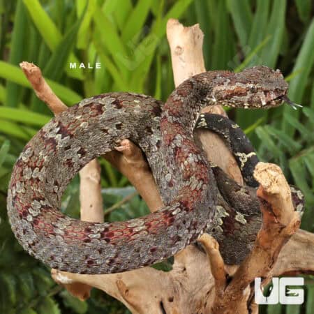 Ashy Pit Viper (Craspedocephalus puniceus) For Sale - Underground Reptiles