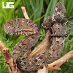 Ashy Pit Viper (Craspedocephalus puniceus) For Sale - Underground Reptiles