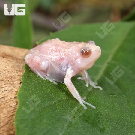 Chubby Bullfrogs For Sale - Underground Reptiles