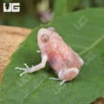 Chubby Bullfrogs For Sale - Underground Reptiles