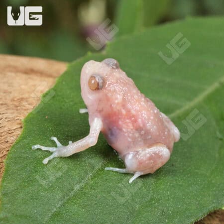 Chubby Bullfrogs For Sale - Underground Reptiles