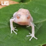 Chubby Bullfrogs For Sale - Underground Reptiles