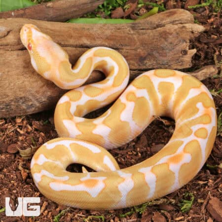 Baby Albino Enchi Yellowbelly Ball Python For Sale - Underground Reptiles