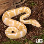 Baby Albino Enchi Yellowbelly Ball Python For Sale - Underground Reptiles
