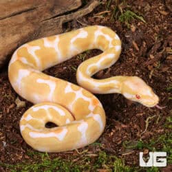 Baby Albino Enchi Yellowbelly Ball Python For Sale - Underground Reptiles