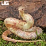 Baby Albino Florida Kingsnakes (Lampropeltis getula floridana) For Sale - Underground Reptiles