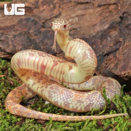 Baby Albino Florida Kingsnakes (Lampropeltis getula floridana) For Sale - Underground Reptiles