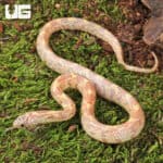 Baby Albino Florida Kingsnakes (Lampropeltis getula floridana) For Sale - Underground Reptiles