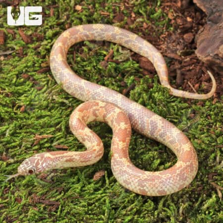 Baby Albino Florida Kingsnakes (Lampropeltis getula floridana) For Sale - Underground Reptiles