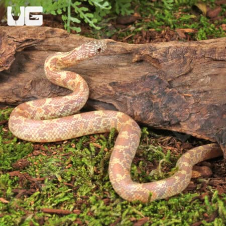 Baby Albino Florida Kingsnakes (Lampropeltis getula floridana) For Sale - Underground Reptiles