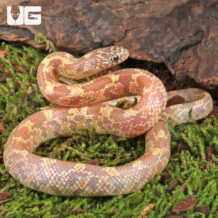 Baby Albino Florida Kingsnakes (Lampropeltis getula floridana) For Sale - Underground Reptiles