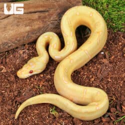 Baby Albino Spider Enchi Poss YB Cinnamon Ball Python For Sale - Underground Reptiles