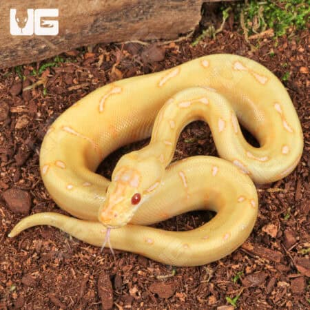 Baby Albino Spider Enchi Poss YB Cinnamon Ball Python For Sale - Underground Reptiles