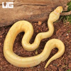 Baby Albino Spider Enchi Poss YB Cinnamon Ball Python For Sale - Underground Reptiles