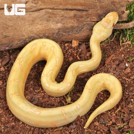Baby Albino Spider Enchi Poss YB Cinnamon Ball Python For Sale - Underground Reptiles