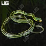 Baby Big Eyed Ratsnakes for sale - Underground Reptiles