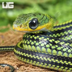 Baby Big Eyed Ratsnakes for sale - Underground Reptiles