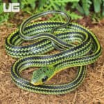 Baby Big Eyed Ratsnakes for sale - Underground Reptiles