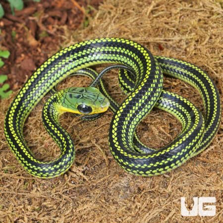 Baby Big Eyed Ratsnakes for sale - Underground Reptiles