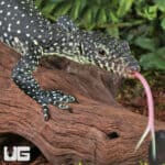 Baby Blue Tail Monitor For Sale - Underground Reptiles