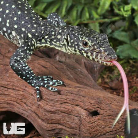 Baby Blue Tail Monitor For Sale - Underground Reptiles