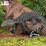 Baby Blue Tail Monitor For Sale - Underground Reptiles