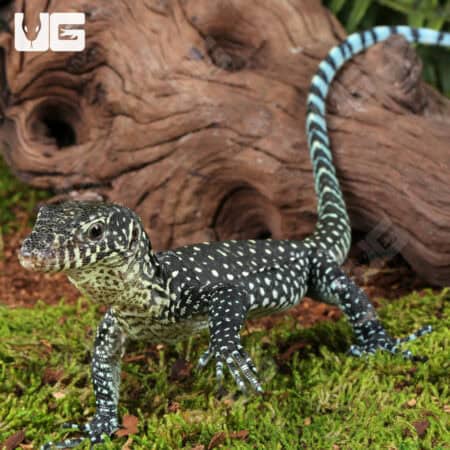 Baby Blue Tail Monitor For Sale - Underground Reptiles