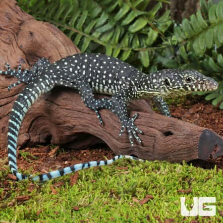 Baby Blue Tail Monitor For Sale - Underground Reptiles
