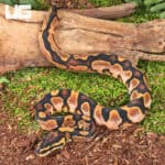Baby Calico Fire Ball Python For Sale - Underground Reptiles