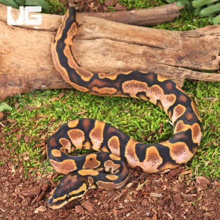 Baby Calico Fire Ball Python For Sale - Underground Reptiles