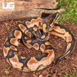 Baby Calico Fire Ball Python For Sale - Underground Reptiles
