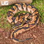 Baby Calico Fire Ball Python For Sale - Underground Reptiles