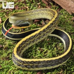 C.B. Baby Cave Dwelling Ratsnake (Orthriophis taeniurus) For Sale - Underground Reptiles