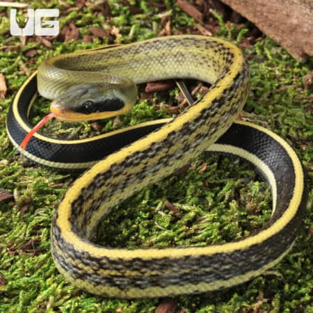 C.B. Baby Cave Dwelling Ratsnake (Orthriophis taeniurus) For Sale - Underground Reptiles