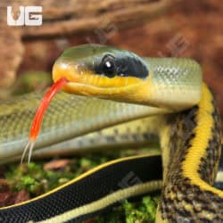 C.B. Baby Cave Dwelling Ratsnake (Orthriophis taeniurus) For Sale - Underground Reptiles