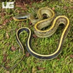 C.B. Baby Cave Dwelling Ratsnake (Orthriophis taeniurus) For Sale - Underground Reptiles