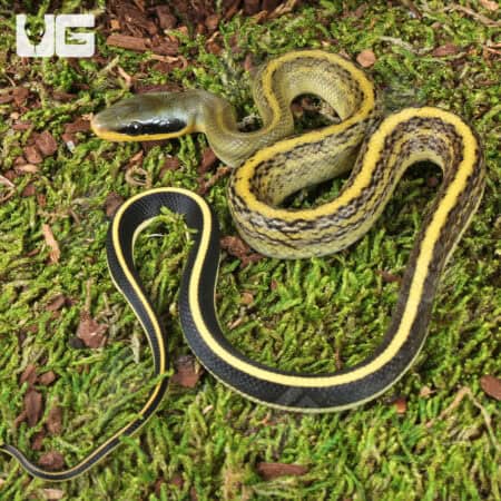 C.B. Baby Cave Dwelling Ratsnake (Orthriophis taeniurus) For Sale - Underground Reptiles