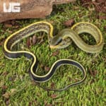 C.B. Baby Cave Dwelling Ratsnake (Orthriophis taeniurus) For Sale - Underground Reptiles