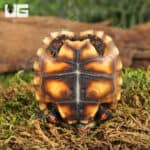 Baby Cherryhead Redfoot Tortoises (Chelonoidis carbonaria) For Sale - Underground Reptiles