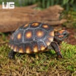 Baby Cherryhead Redfoot Tortoises (Chelonoidis carbonaria) For Sale - Underground Reptiles
