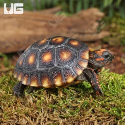 Baby Cherryhead Redfoot Tortoises (Chelonoidis carbonaria) For Sale - Underground Reptiles