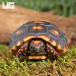 Baby Cherryhead Redfoot Tortoises (Chelonoidis carbonaria) For Sale - Underground Reptiles