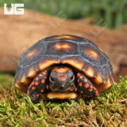 Baby Cherryhead Redfoot Tortoises (Chelonoidis carbonaria) For Sale - Underground Reptiles
