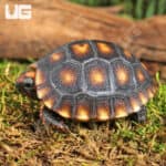 Baby Cherryhead Redfoot Tortoises (Chelonoidis carbonaria) For Sale - Underground Reptiles