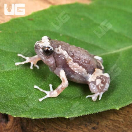 Chubby Bullfrogs For Sale - Underground Reptiles